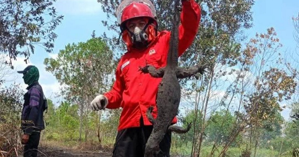Karhutla di Kotawaringin Timur, King Cobra Hingga Biawak Bergelimpangan