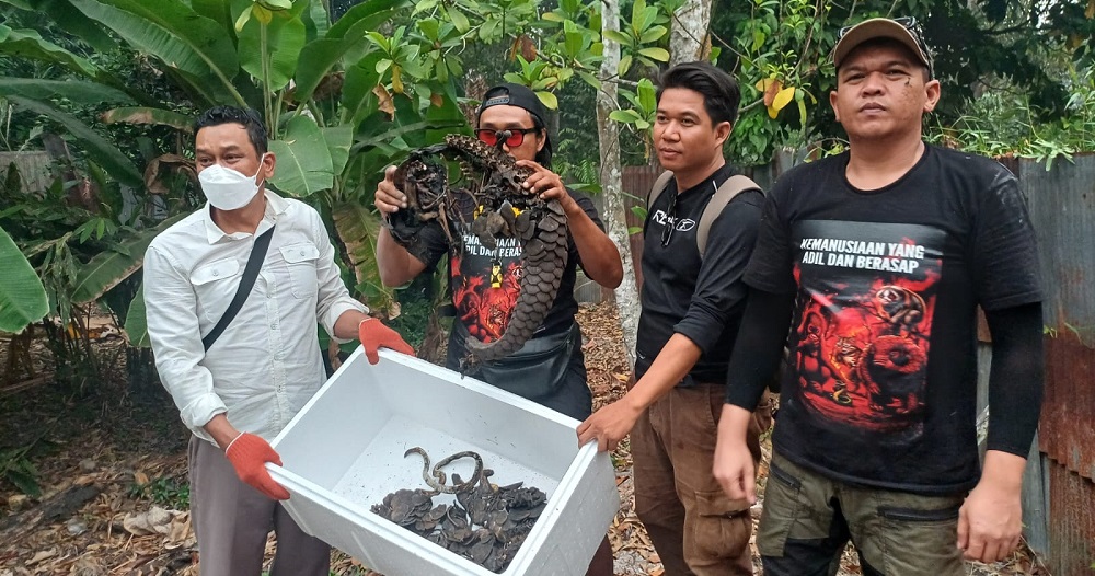 Dua Trenggiling Mati Terbakar di Bekas Karhutla Terantang Hilir, Tubuh Sudah Tak Utuh