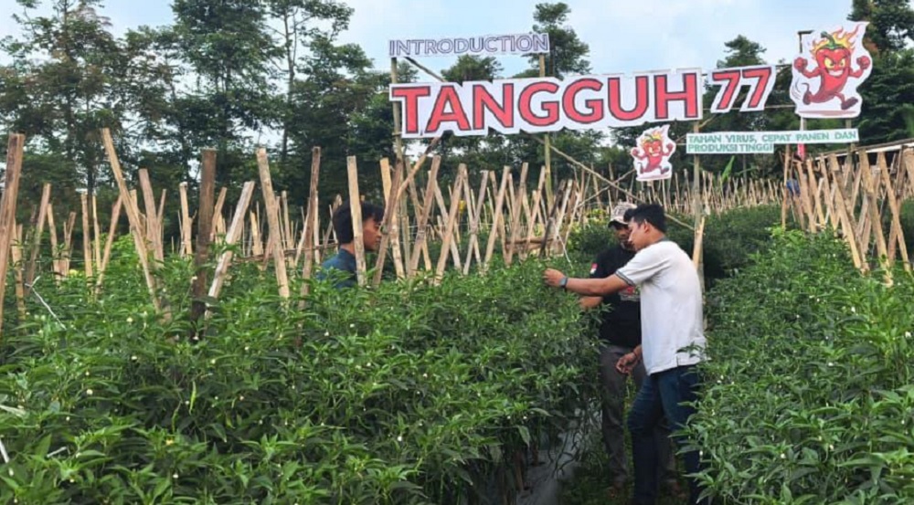 Petani Jawa Barat Bersiap Hadapi Musim Kering, Budidaya Adaptif dan Benih Tepat Jadi Solusi