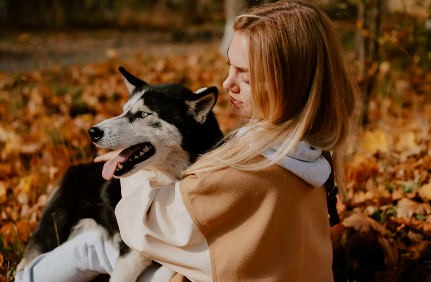Sering Dianggap Mirip Serigala, Ini Fakta Menarik tentang Anjing Husky