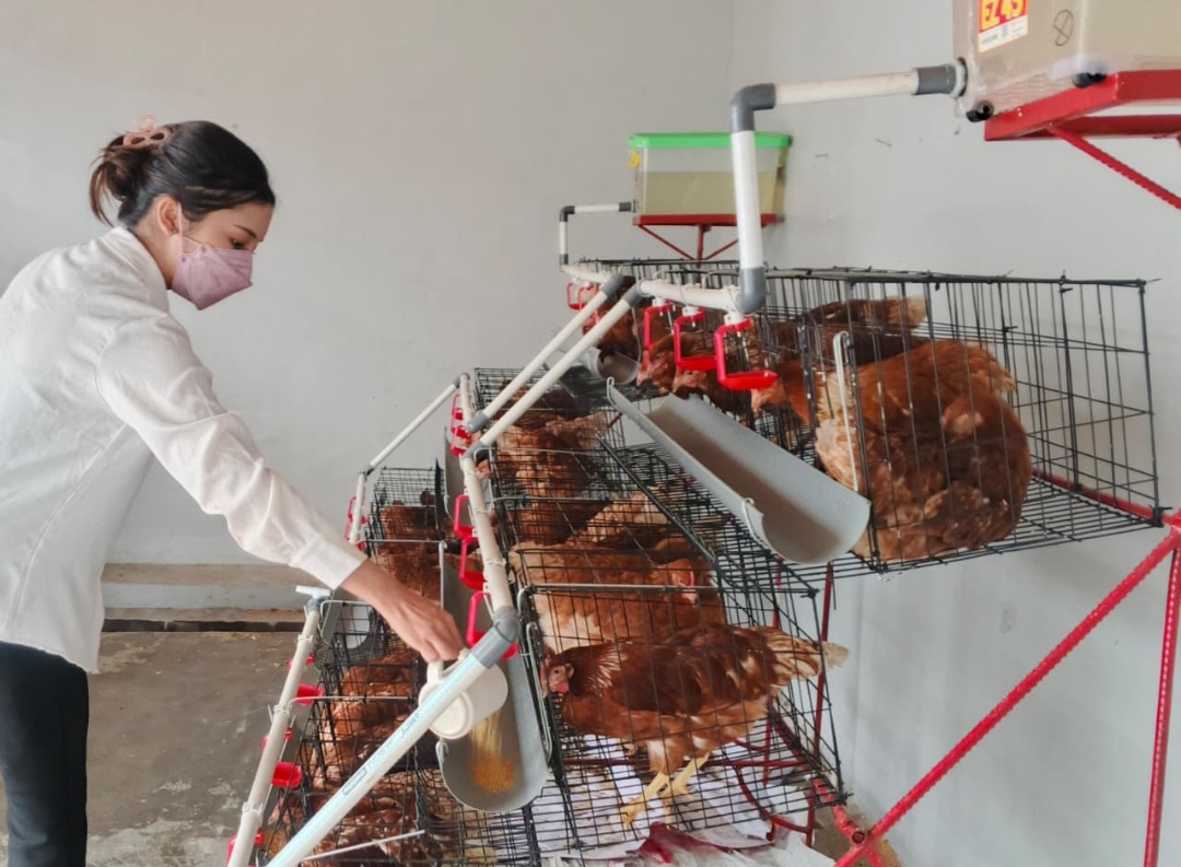 Lapas Kasongan Kembangkan Pembinaan Lewat Peternakan Ayam