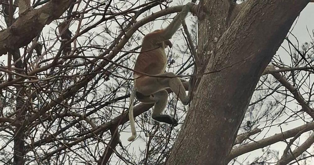 Miris! Di Tengah Kebakaran Lahan, Bekantan Muncul Sendirian di Jalan Ujung Pandaran