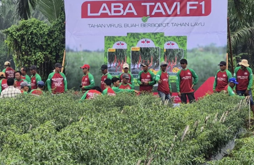 Inovasi Varietas Tahan Penyakit Kunci Keberhasilan Petani Cabai Minimalkan Dampak Kemarau Panjang