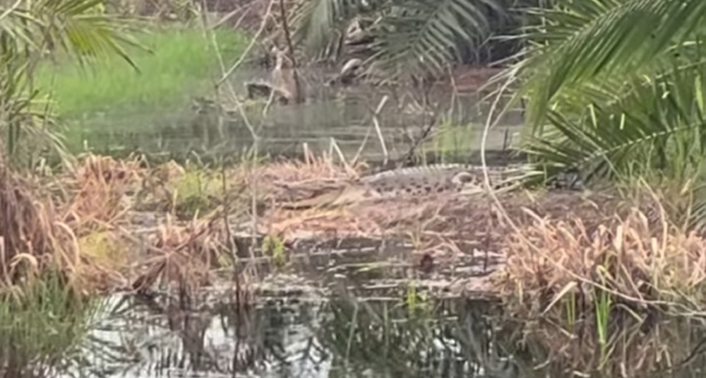 Heboh Penampakan Buaya di Sungai Ijum, Picu Kepanikan Warga Samuda 
