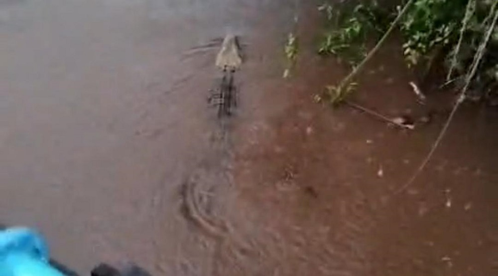 Buaya Raksasa Muncul Saat Hujan Deras di Sungai Samuda, Ih Ganal Banar Kata Warga