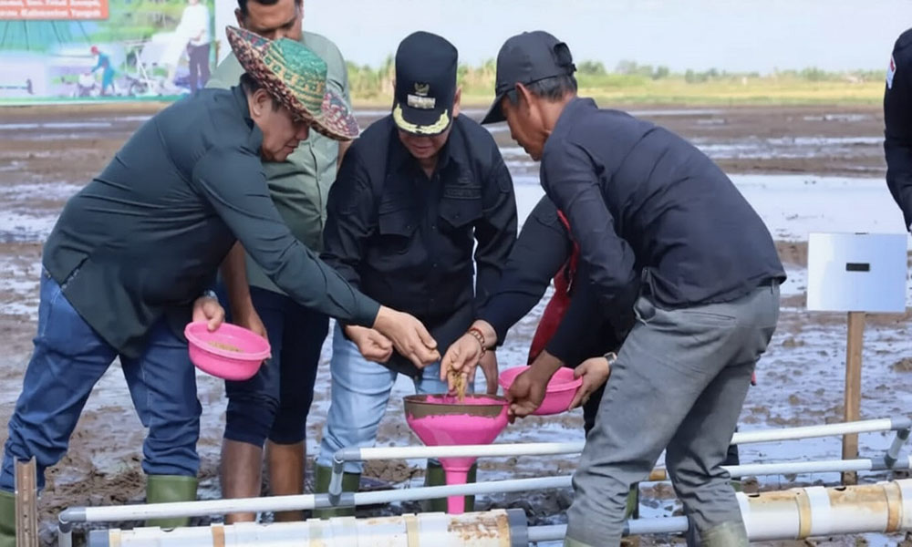 Perkuat Ketahanan Pangan, Pemkab Kotim Gelar Gerakan Tanam Padi Serempak di Teluk Sampit