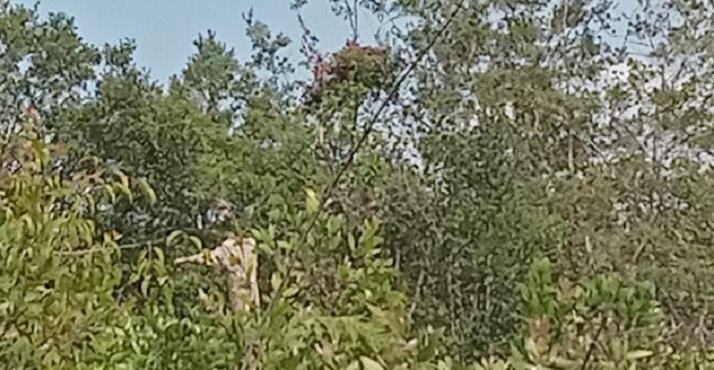 Asap Karhutla Mengepung, Sarang Orangutan Ditemukan di Kebun Warga di Jalan Sudirman Sampit