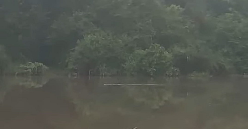 Buaya Ukuran Besar Muncul di Sungai Cempaga, Begini Peringatan BKSDA Sampir