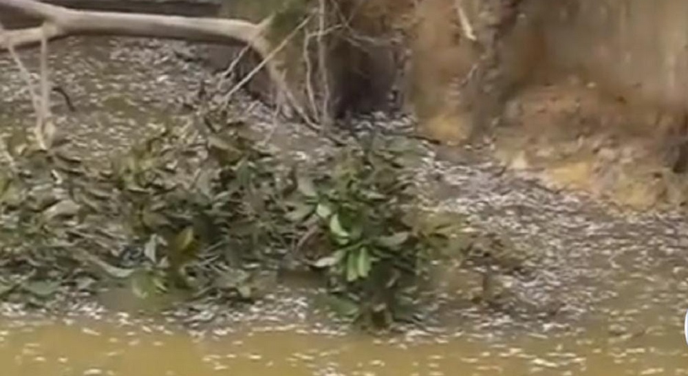Gegara Karhutla, Perairan Sebungsu Berubah Menjadi Hamparan Ikan Mati