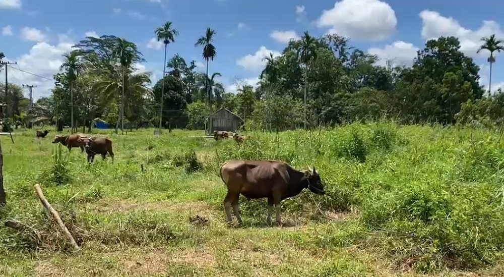 Gegara BBM Naik, Harga Sapi Ikut Melonjak di Sampit, Kurban Bakal Sepi? 