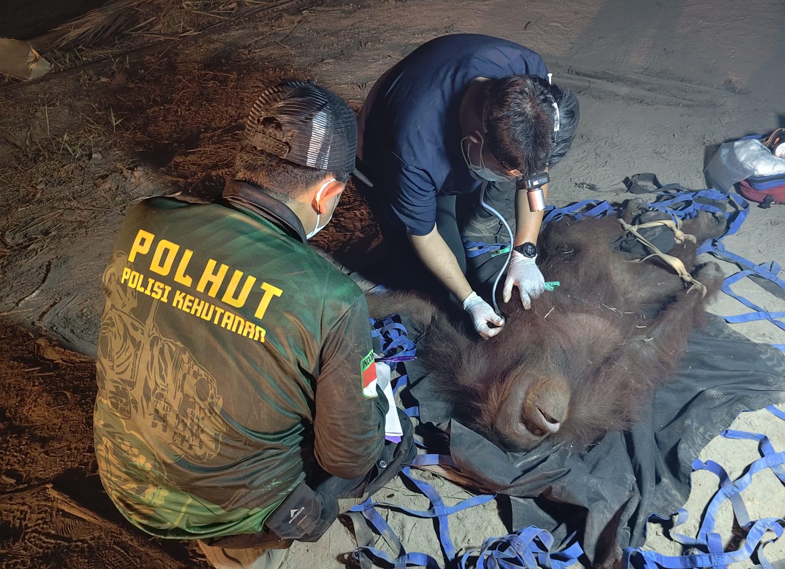 Dramatis! Orangutan Betina Dievakuasi dari Kepungan Karhutla