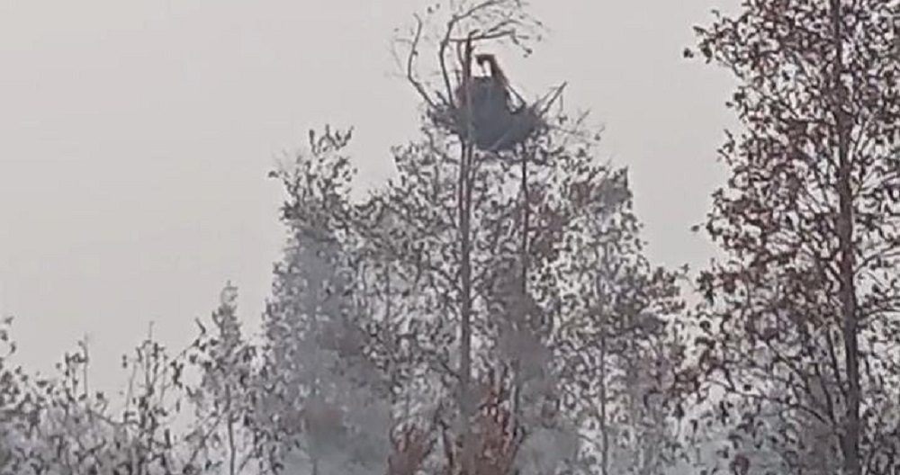 Selamatkan Diri dari Kepungan Karhutla, Orangutan di Sampit Terperangkap di Puncak Pohon Tinggi