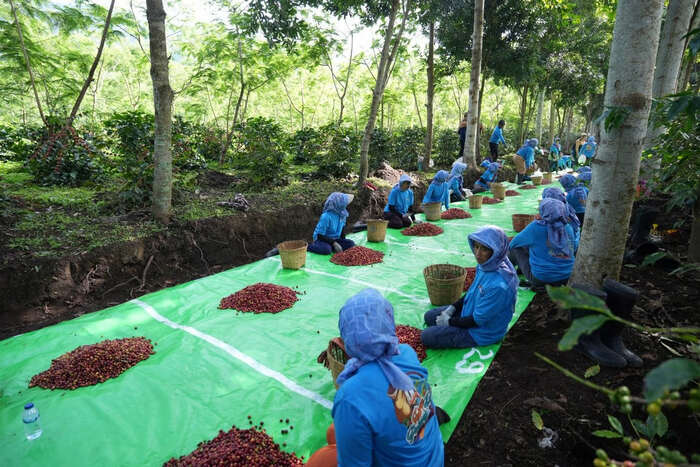Holding Perkebunan Nusantara Perkuat Daya Saing, Ekspor Kopi Ijen ke AS dan Inggris