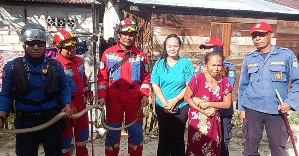 Hiii.... King Cobra Mematikan Muncul di Tumpukan Ulin Samping Rumah Kartini, Untungnya.... 