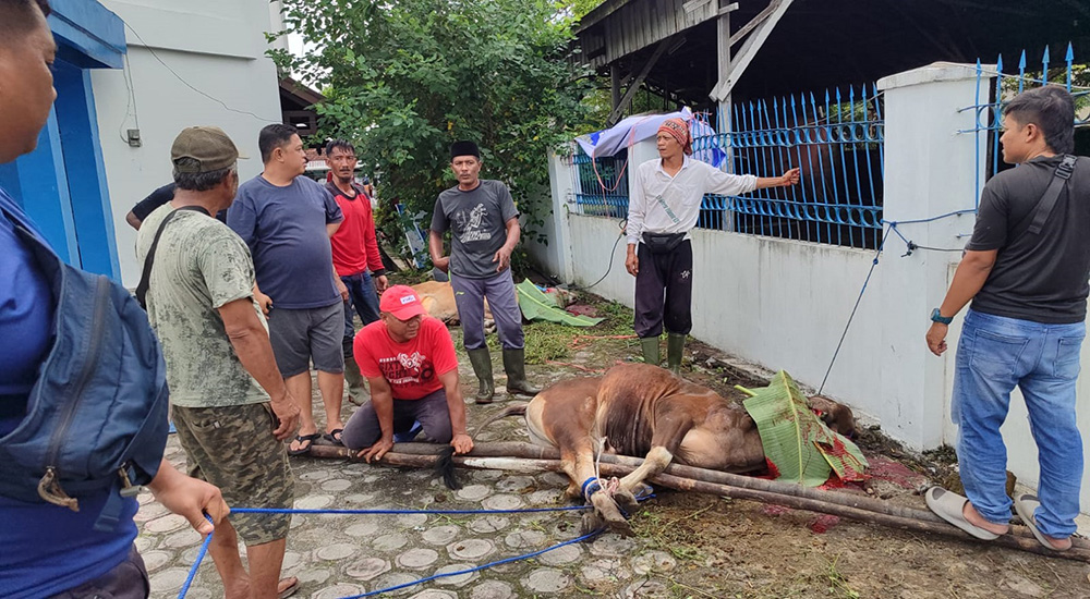 Idul Adha 1447 H, PWI Kalteng Sembelih 4 Ekor Sapi Kurban