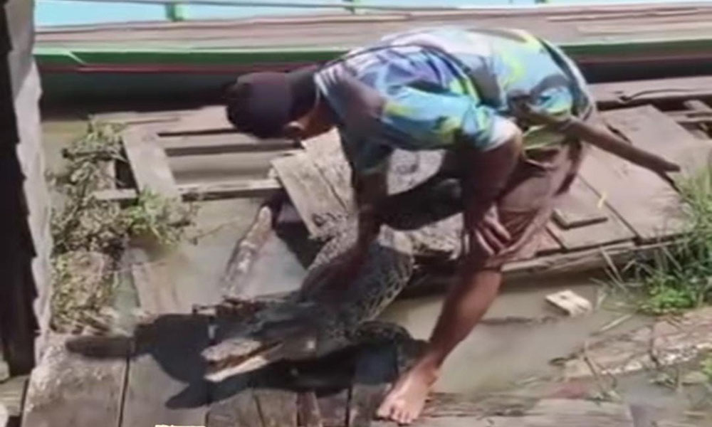 Warga Parenggean Heboh, Buaya Besar Diduga Mati Ditemukan di Tepi Sungai