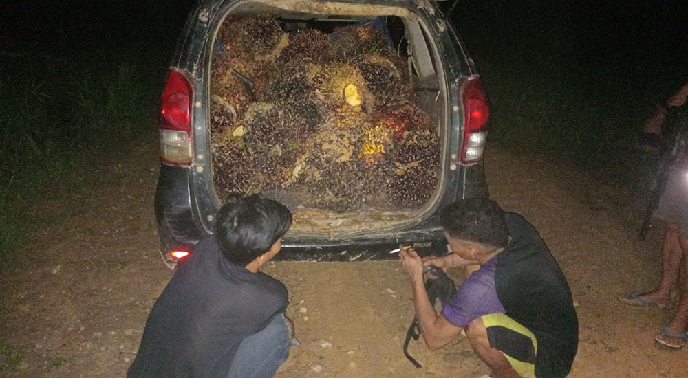 Diduga Curi Puluhan Janjang Sawit PT KMB, Dua Pria dan Satu Avanza Diamankan Polisi