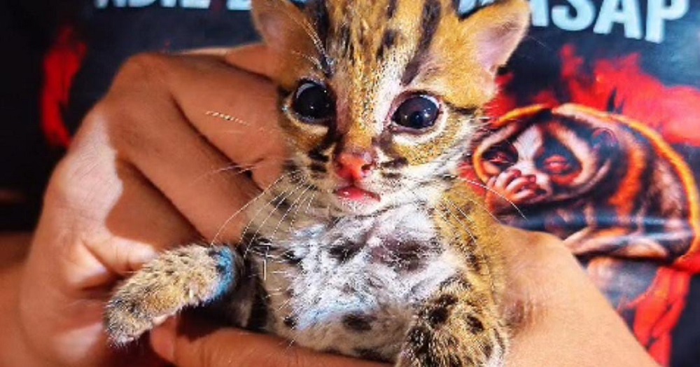 Habitat Terbakar, Anak Kucing Kuwuk Mendadak Muncul di Tengah Permukiman Warga Sampit