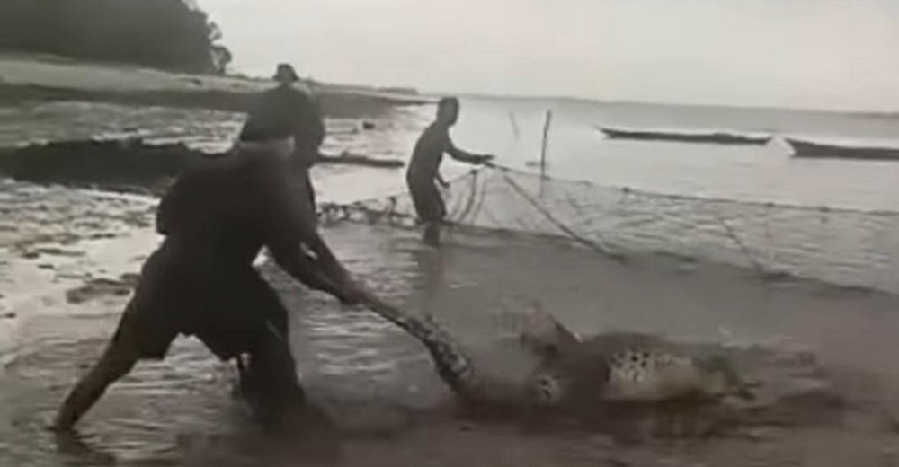 Heboh! Bukannya Dapat Ikan, Jala Nelayan Seruyan Ini Malah Menjaring Buaya