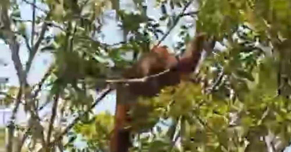 Terjepit di Tengah Karhutla, Dua Orangutan Dilaporkan Muncul di Kotabesi