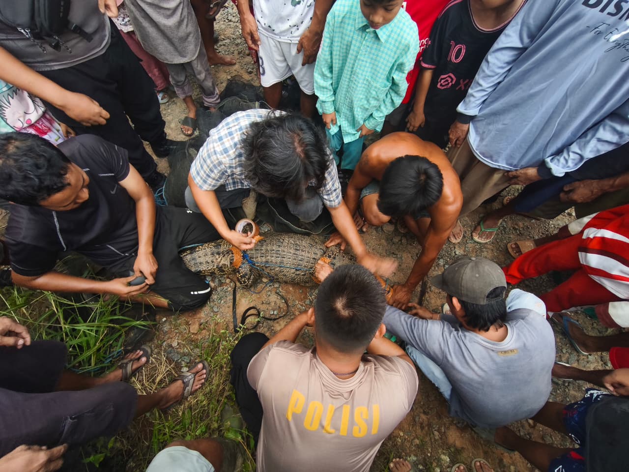 Heboh di Kelumpang Hilir, Warga Temukan Buaya Liar Dua Meter di Gorong-gorong