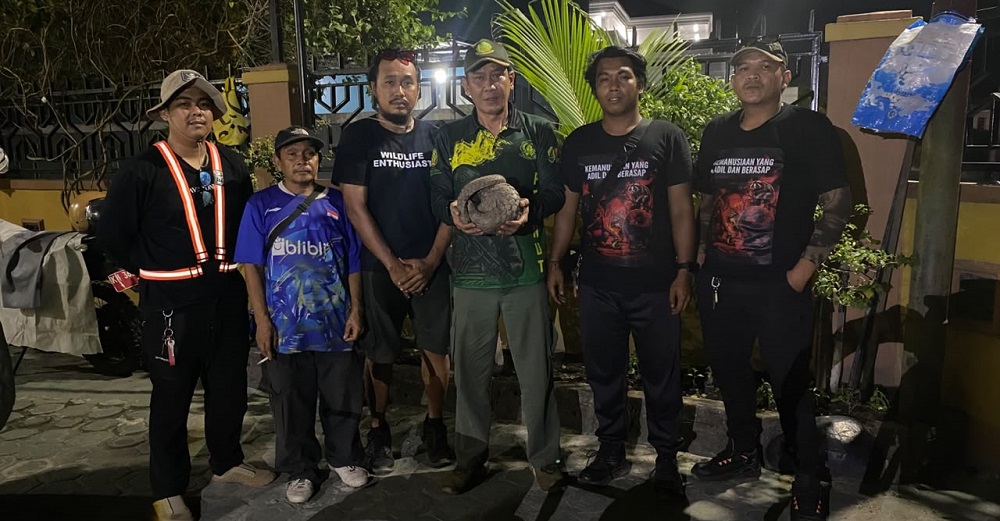 Teringgiling 4 Kg Ditemukan Warga di Parit Depan Puskesmas Ketapang II