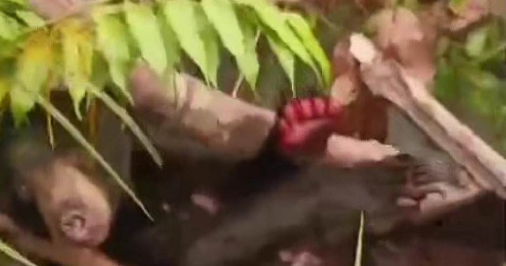 Viral! Beruang Berkaki Luka Parah Muncul di Sampit, Diduga Kena Jerat Sisit