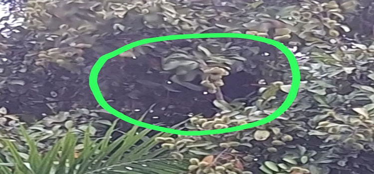 Hutan Menyempit, Beruang Madu dan Orangutan Mulai 'Serbu' Kebun Buah Milik Warga di Kotim