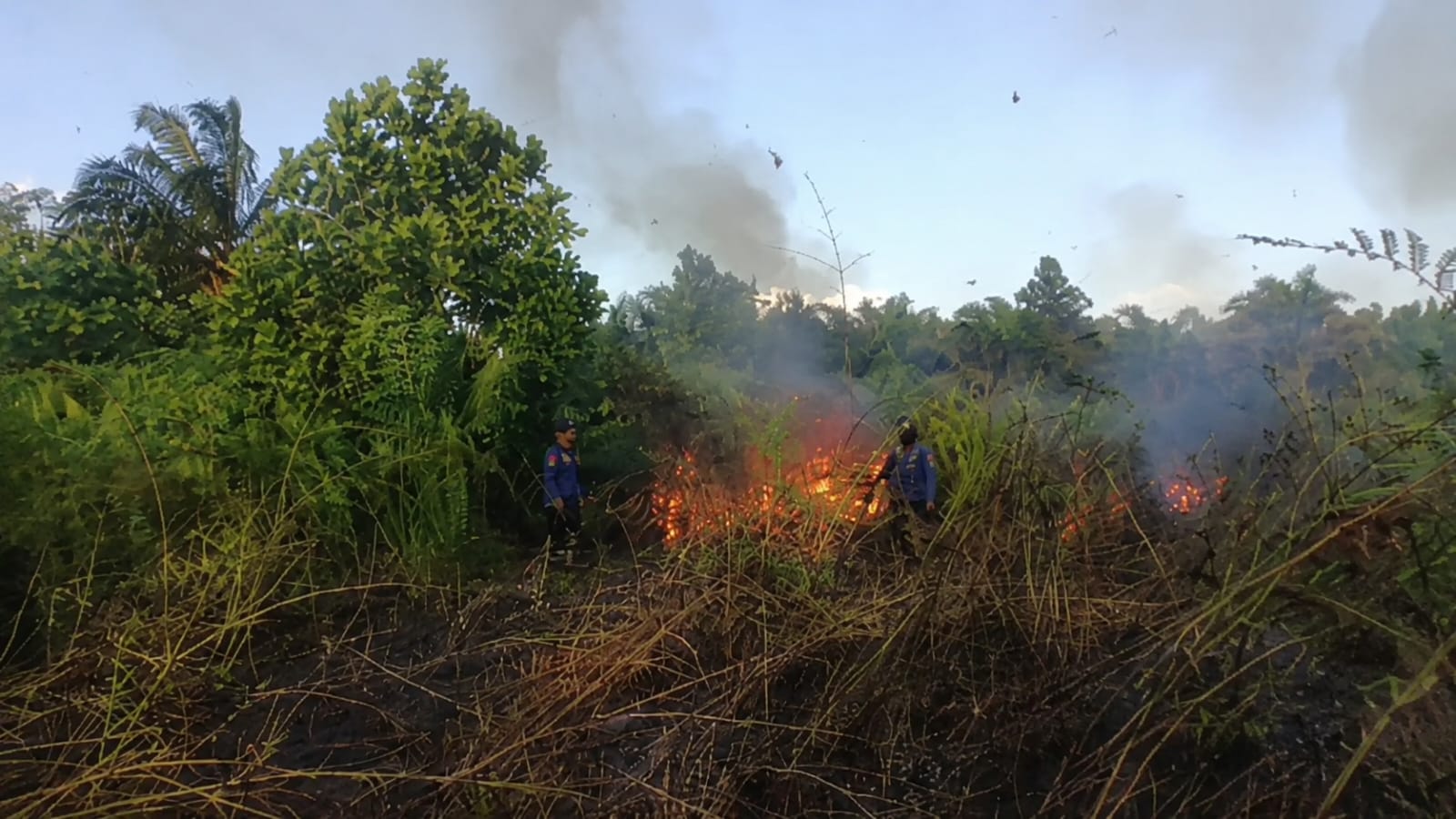 Kebakaran Lahan Ancam Warga Mentawa Baru  Disdamkarmat Kotim Cegah Api Merambat ke Rumah