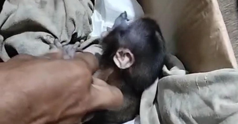 Nasib Pilu Anak Bekantan, Terpisah dari Induk Saat Karhutla Membakar Habitat Mentaya Hulu Utara