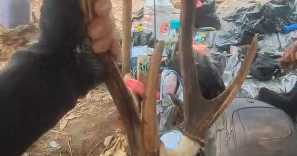 Pilunya Nasib Rusa di Tengah Karhutla Kotim, Tubuhnya Tak Lagi Utuh, Tinggal Tulang
