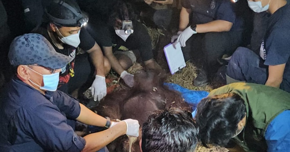 Karhutla di Kotawaringin Timur Bikin Ira Terdesak, Akhirnya Nekat Masuk Kawasan Bekas Kebakaran