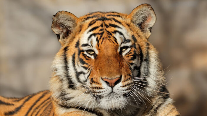 India Dorong Aliansi Global Lindungi Kucing Besar Dunia lewat IBCA Summit 2026