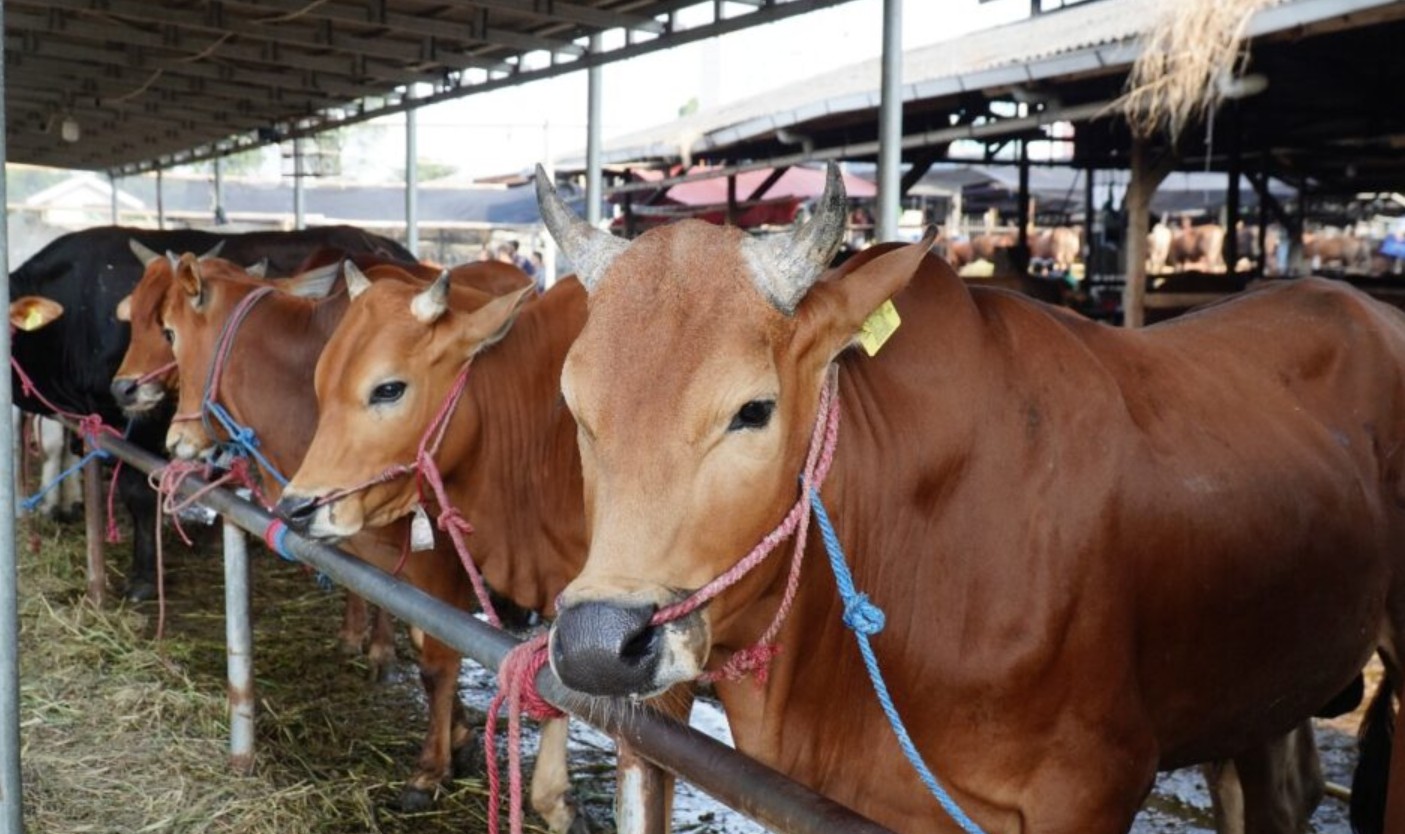 Distribusi Kurban Palangka Raya Harus Merata Hingga Pelosok