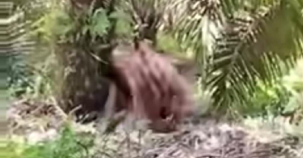 Geger! Orangutan Muncul di Tengah Perkebunan Sawit PT TASK di Cempaga