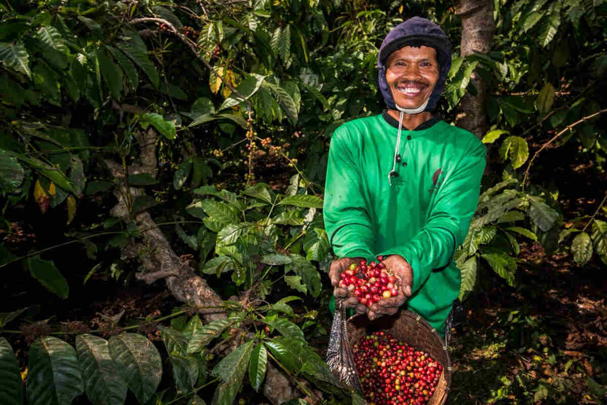 Kebun Kopi Ijen, Warisan yang Terus Menghidupi