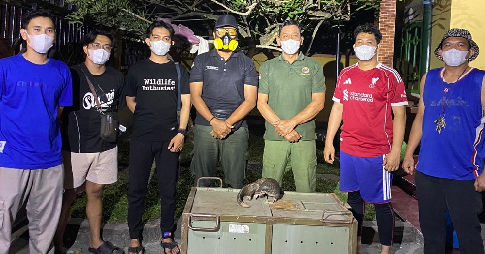 Luar Biasa! Dikepung Karhutla, Trenggiling Ini Bisa Bertahan dan Ditemukan Komunitas Reptil Sampit