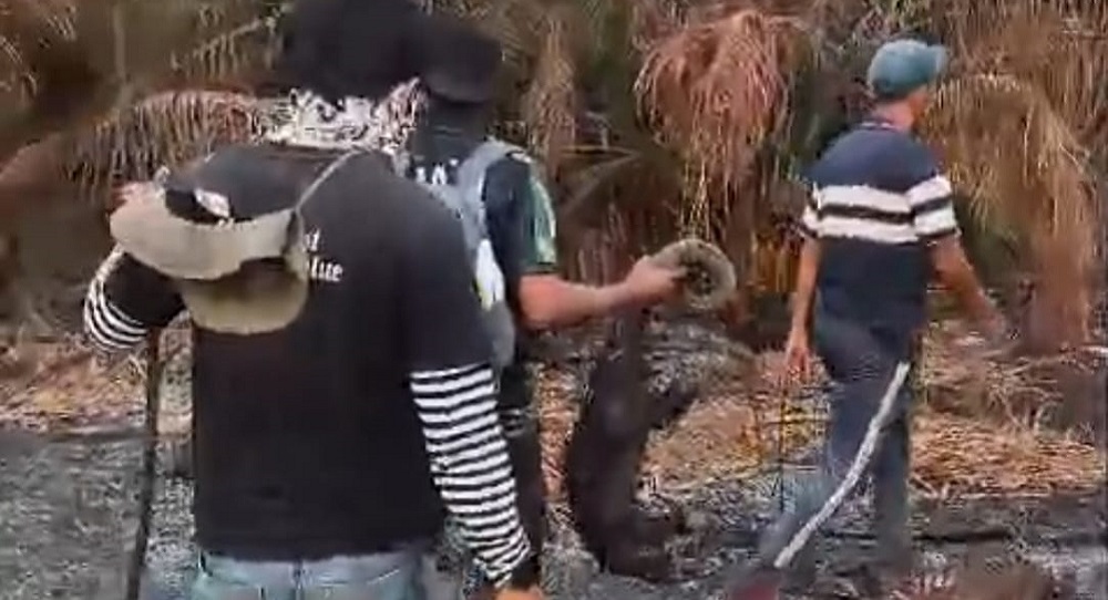Rimba Seranau Jadi Lautan Api, Trenggiling Ditemukan Mati Saat Karhutla Kotawaringin Timur