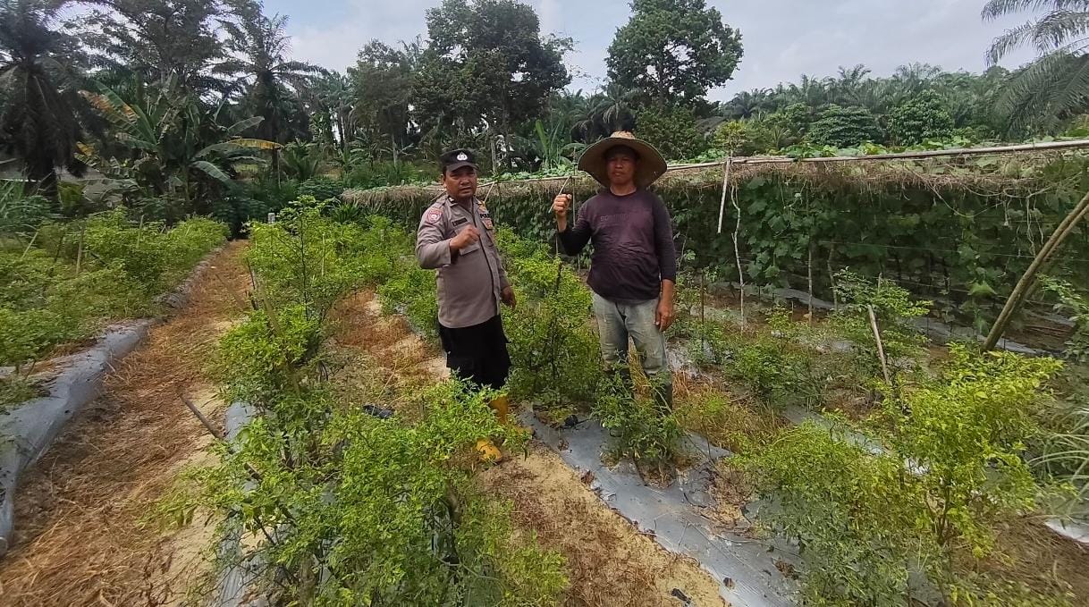 Dukung Asta Cita, Polisi Sambangi Petani Cabai di Bangko Pusako