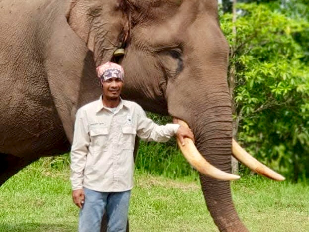 25 Tahun Bersama Indro, Mahout Ungkap Kesetiaan Sang Gajah hingga Akhir Hayat