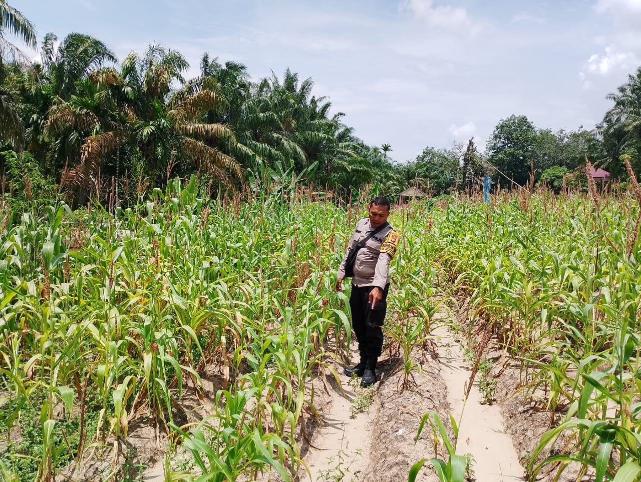 Polsek Rimba Melintang Cek Perkembangan Jagung Ketahanan Pangan di Lenggadai Hilir Rohil
