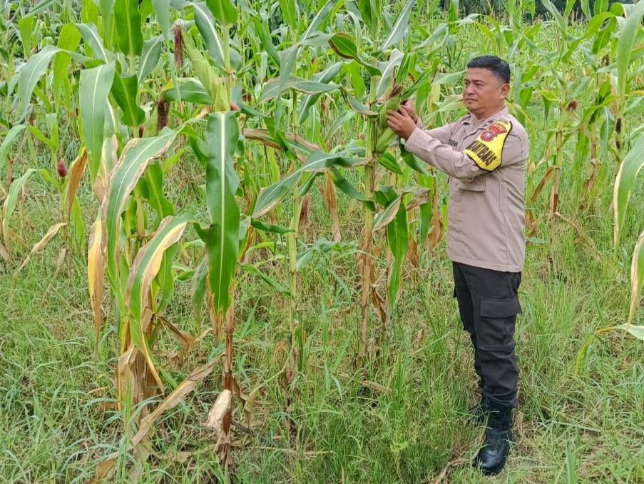Polsek Rimba Melintang Perkuat Ketahanan Pangan Nasional Lewat Pemantauan Tanaman Jagung
