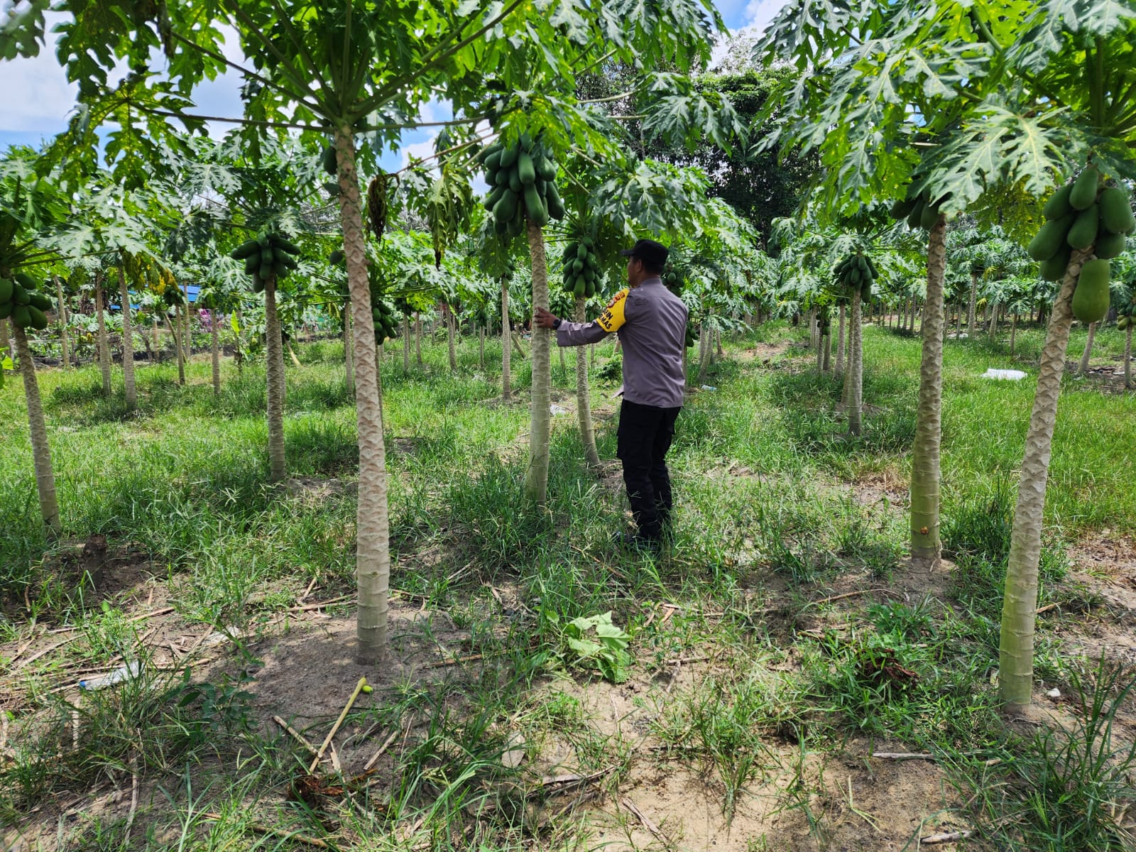 Bhabinkamtibmas di Rohil Turun ke Kebun, Dukung Swasembada Pangan 