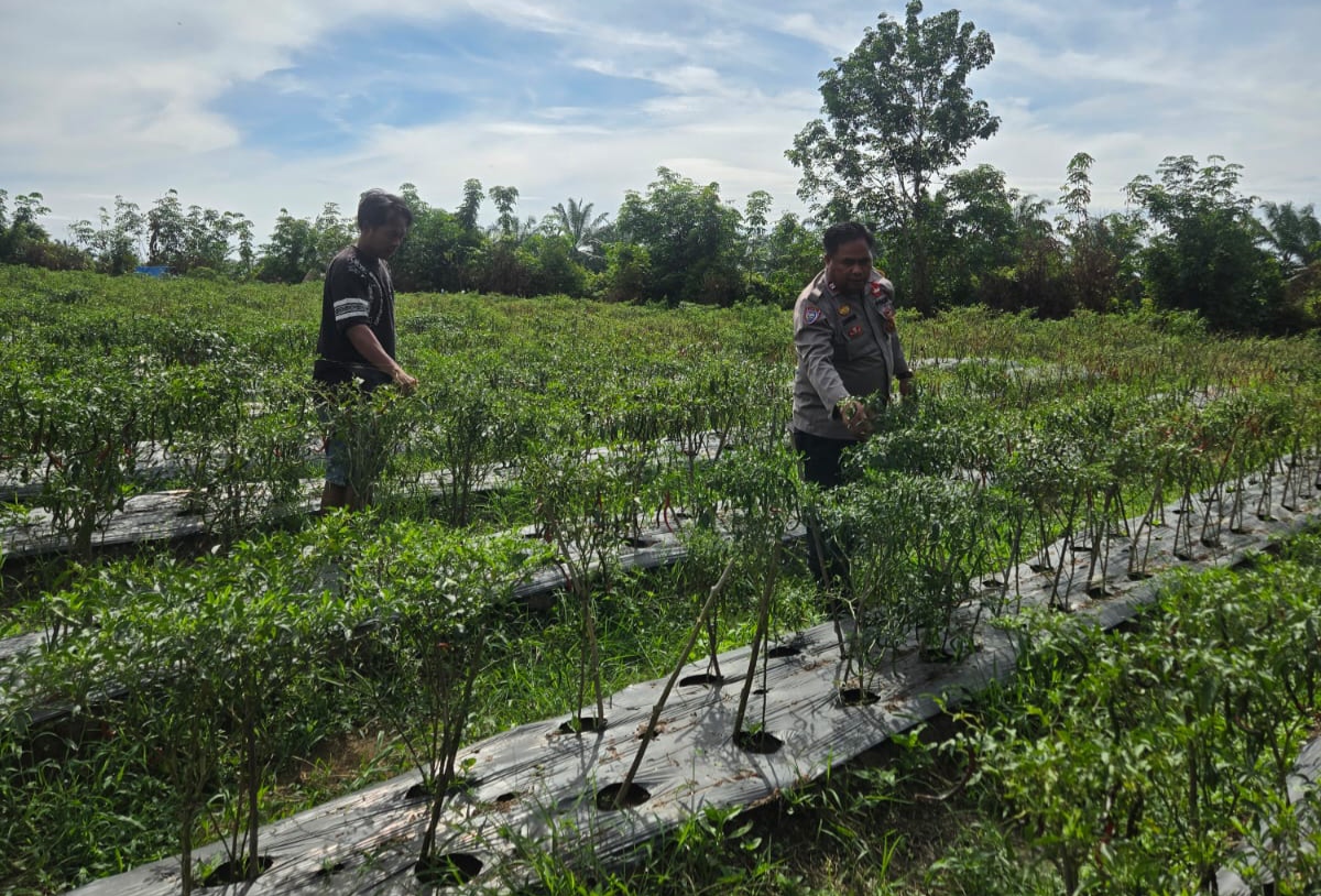 Dukung Ketahanan Pangan, Polisi Sambangi Petani Cabai di Pematang Ibul Rohil