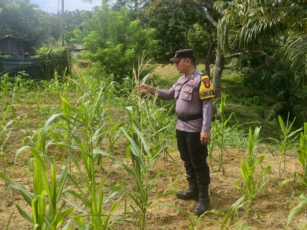 Polsek Rimba Melintang Pantau Pertumbuhan Jagung Ketahanan Pangan di PT GMR