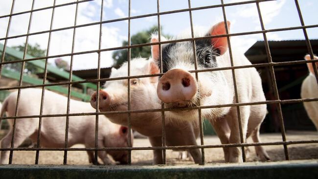 Awal Mula Babi Hilang di Tanah Arab, Dulu Jadi Sumber Makanan