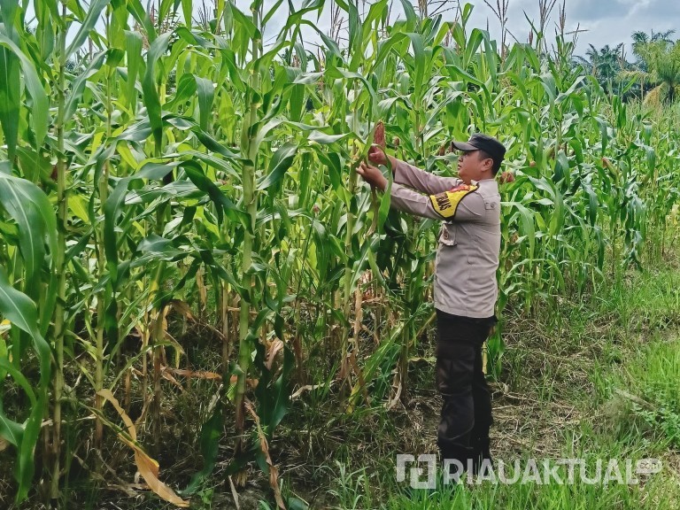Polsek Rimba Melintang Monitoring Perkembangan Jagung Program Ketahanan Pangan