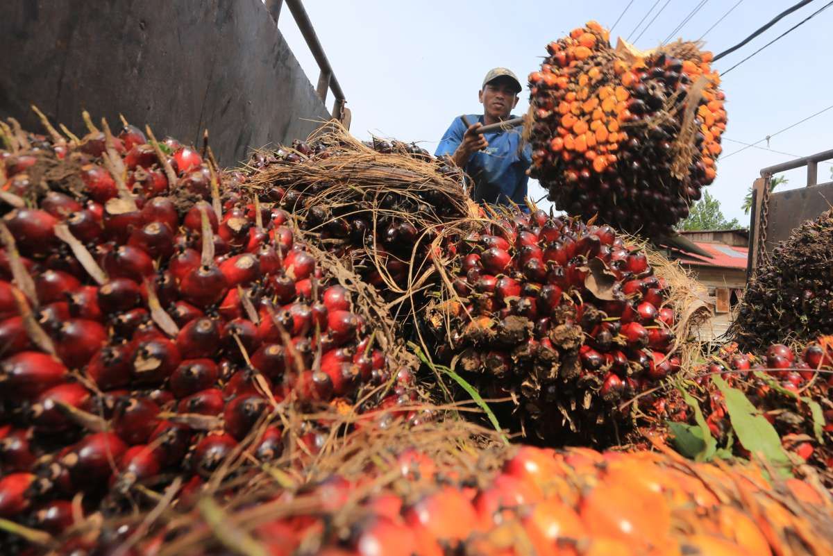 Harga TBS Sawit Mitra Swadaya Riau Merosot, Umur 9 Tahun Jadi Rp3.866,97 per Kg