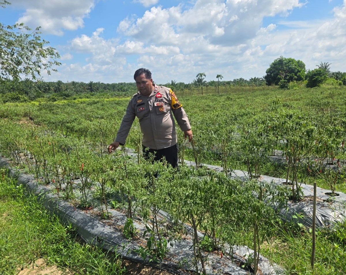 Polsi di Rohil Sambang Petani Cabai, Dukung Swasembada Pangan