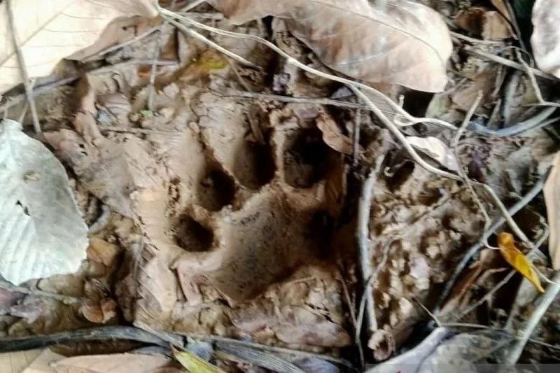 Aktifitas Sekolah Diliburkan Pasca Teror Harimau di Desa Sungai Danai Inhil